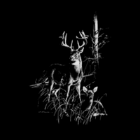 Whitetail Buck and Doe Scene